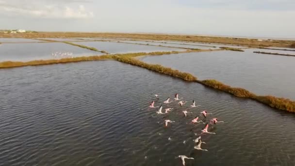 Pembe flamingolar Walvis Bay Afrika üzerinde uçan — Stok video