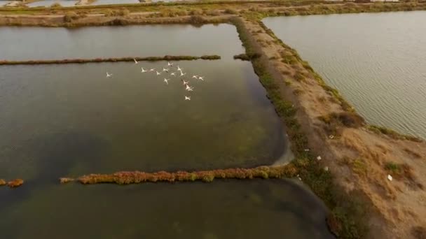 ウォルビスベイ アフリカの上空を飛ぶピンクのフラミンゴ — ストック動画