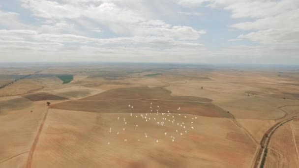 Birds Migrating flying over sandhills — Stock Video