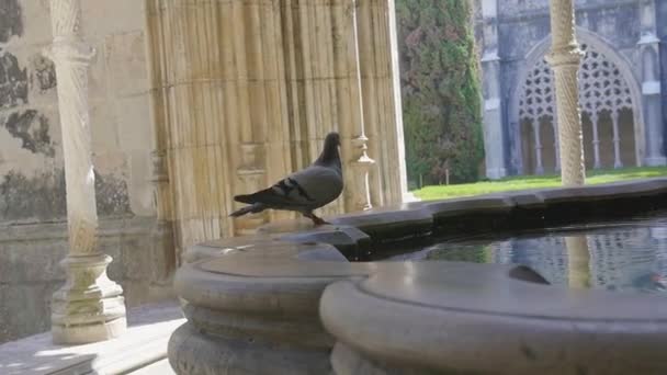 Gołębie stały na fontanny w parku — Wideo stockowe