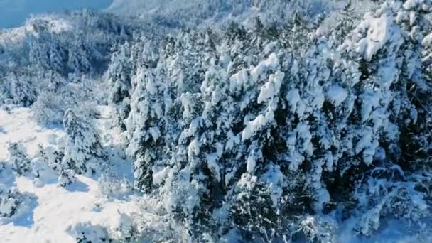 Inverno neve coberto de árvores — Vídeo de Stock