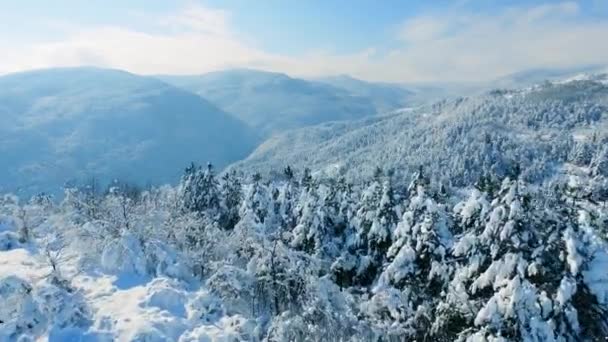 Winter schneebedeckte Bäume — Stockvideo