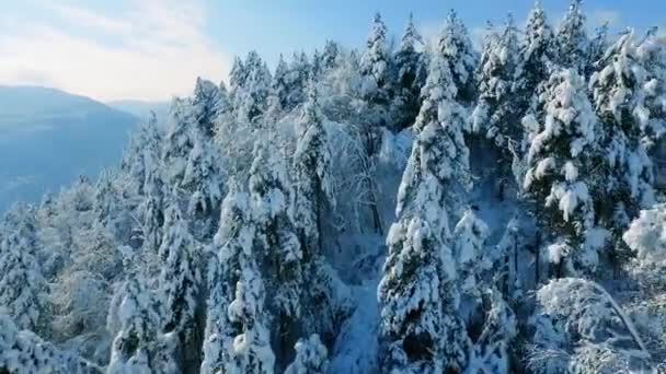 Inverno neve coberto de árvores — Vídeo de Stock