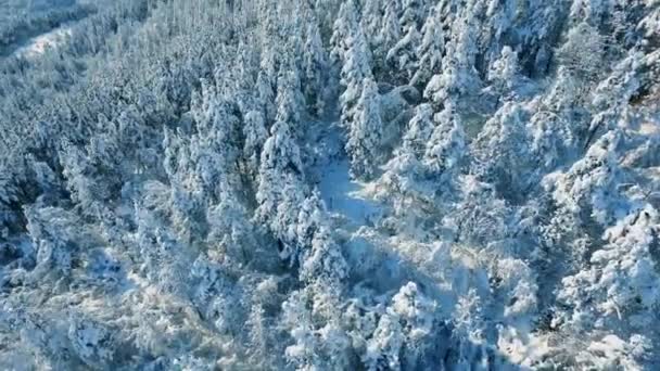 Winterbesneeuwde bomen — Stockvideo