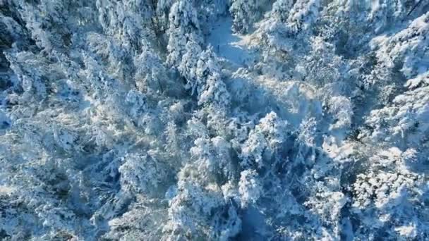 冬雪覆盖了树木 — 图库视频影像