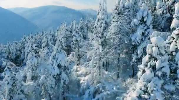 Inverno neve coberto de árvores — Vídeo de Stock