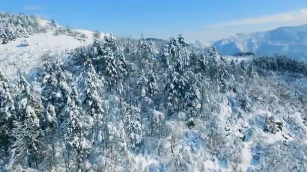 Inverno neve coberto de árvores — Vídeo de Stock