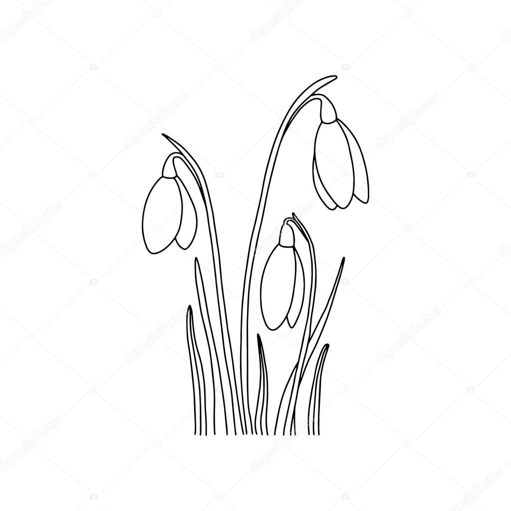 Hand drawn snowdrops. Outline, vector stock illustration. For creating spring designs, coloring books, botanical books, design cards.
