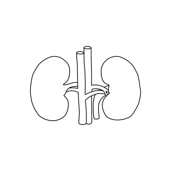 ベクトル解剖学的腎臓 白を基調としたリアルでアウトラインなイラスト ベクトル医療腎臓のロゴ — ストックベクタ