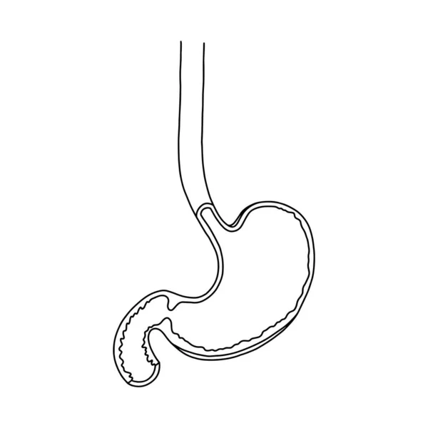 解剖学的胃 現実的な胃のイラストの白い背景に隔離された ベクトル医療胃のロゴ — ストックベクタ