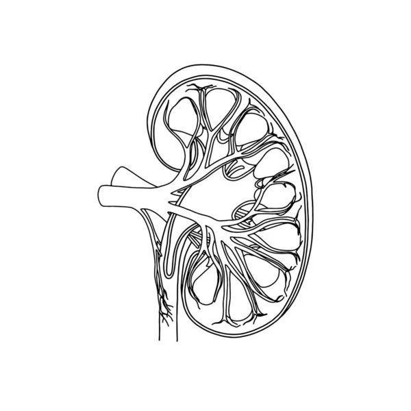 解剖肾 现实的 轮廓图解孤立于白色背景 病媒医疗肾病标志 — 图库矢量图片