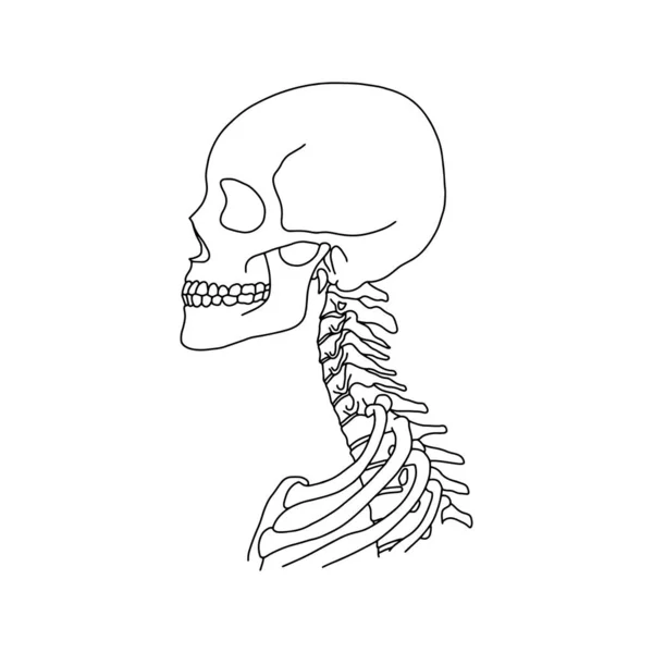 Cráneo Humano Una Columna Vertebral Dibujados Por Líneas Sobre Fondo — Vector de stock