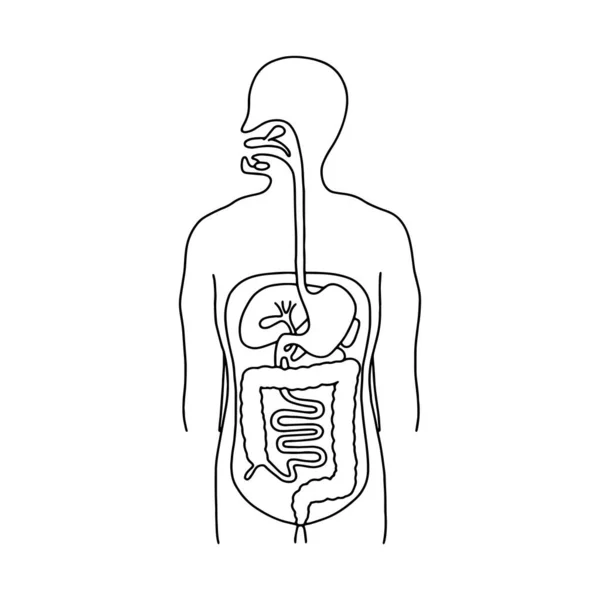 Ilustração Vetor Sistema Digestivo Humano Delinear Ilustração Para Aplicativos Médicos —  Vetores de Stock
