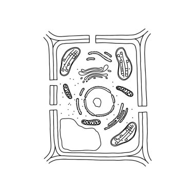 Blank plant cell diagram
