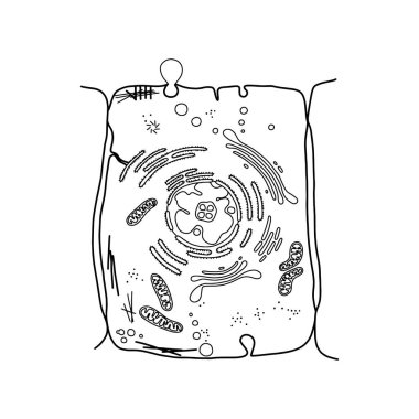 Genellenmiş hayvan hücresi. Yapısal bileşenler gösteriliyor.