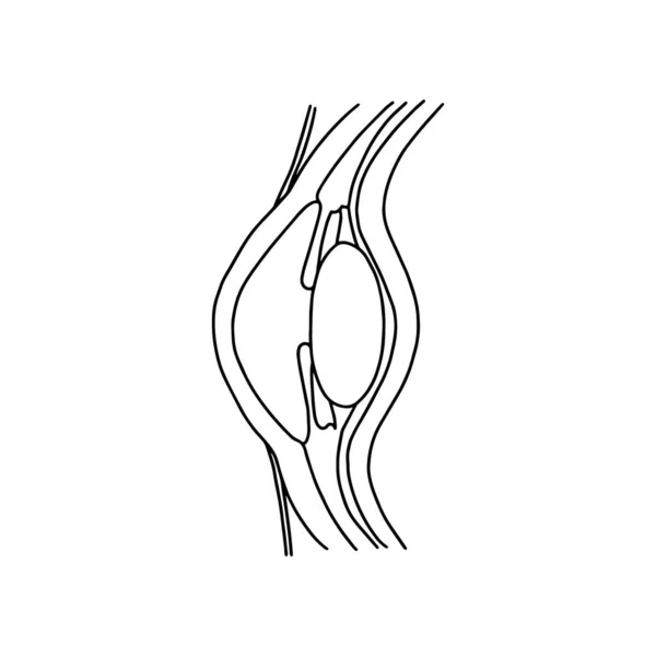 Ludzkie Oko Zarys Anatomiczna Ręcznie Rysowana Ilustracja Białym Tle Zasoby — Wektor stockowy