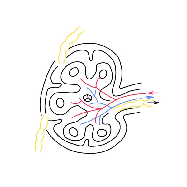 Lymfeklierstructuur Schematisch Schema Van Lymfeklieren Tonen Stroom Van Lymfeklieren — Stockvector