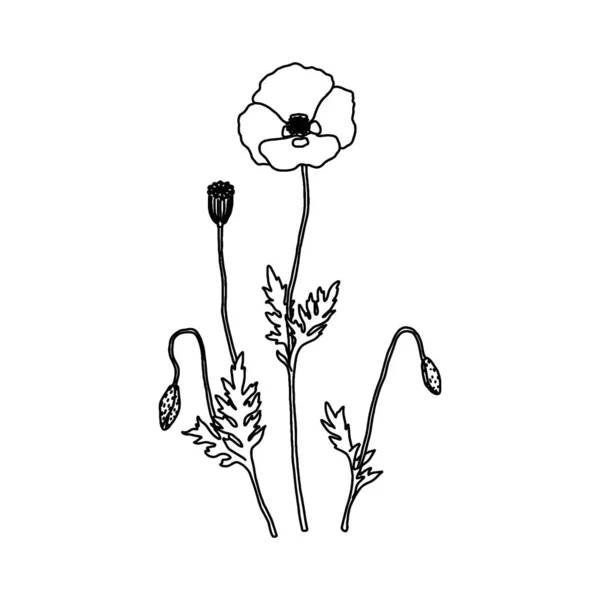 Haşhaş Bitkisi Ikonu Taslak Çizim Beyaz Arkaplanda Izole — Stok Vektör