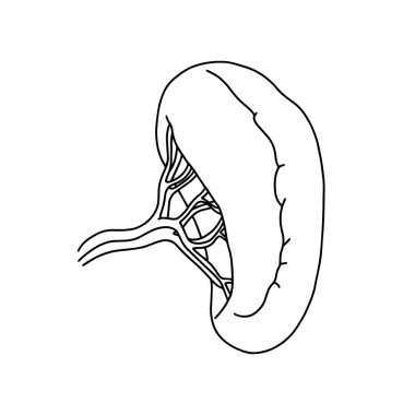 İnsan Dalağı çizimi. Vektör, tıp konsepti. Gerçekçi, ana hatlı Dalak simgesi beyaz arkaplanda izole. 