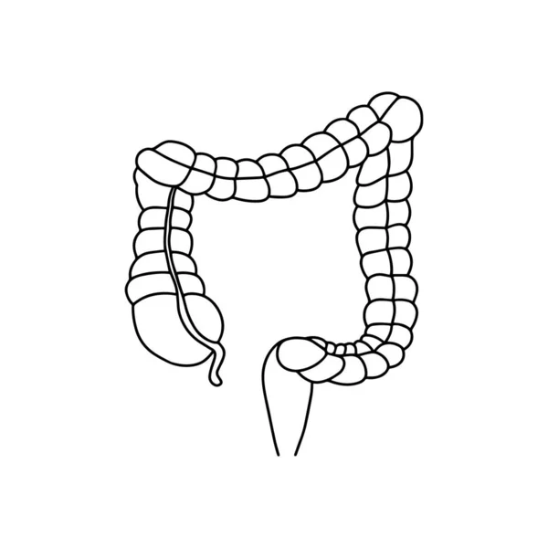 大腸のイラストや大腸のイラスト ベクトル医学の概念 現実的 アウトライン白い背景に隔離された腸のアイコン — ストックベクタ