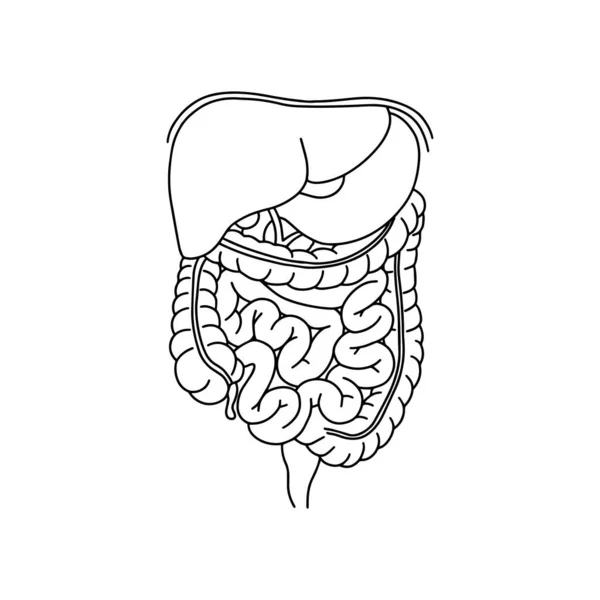 Ilustração Sistema Digestivo Humano Com Descrição Das Partes Internas Correspondentes —  Vetores de Stock