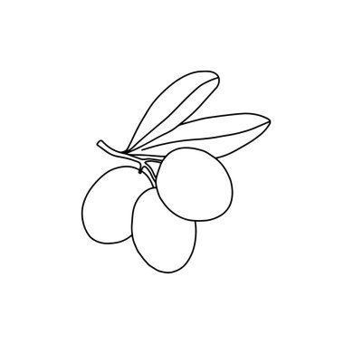 Vektör zeytin dalı. El çizimi vektör, taslak illüstrasyon.