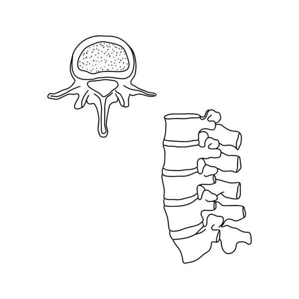 Coluna Vertebral Humana Desenhada Por Linhas Sobre Fundo Branco Ilustração —  Vetores de Stock