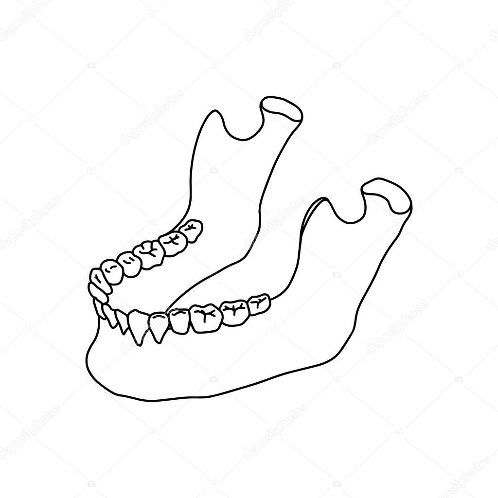 Lower human jaw with teeth. Outline, anatomical, hand drawn illustration on white background. Vector Stock.