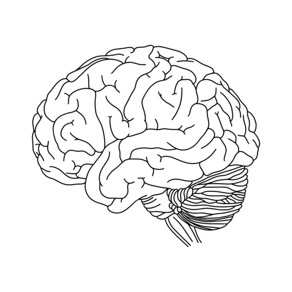 Vektor Anatomisches Gehirn Realistische Brain Illustration Isoliert Auf Weißem Hintergrund — Stockvektor