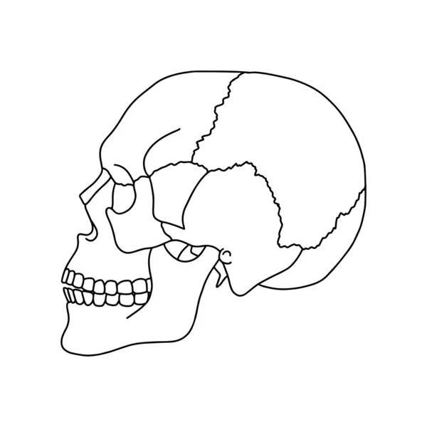 Cráneo Humano Dibujado Por Líneas Sobre Fondo Blanco Vector Ilustración — Vector de stock