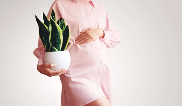 Belle Femme Enceinte Avec Une Plante Verte Dans Les Mains — Photo