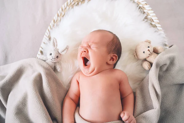 用白色毛皮衬里的毯子包裹在篮子里睡觉的新生儿 一个星期大的新生婴儿的画像 带有可爱的小玩具 — 图库照片