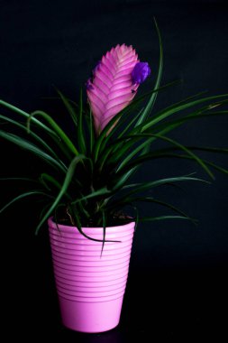 Mor sürahi içinde mor bir çiçek.