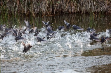 Kuşlar suyun üzerinde uçuyor