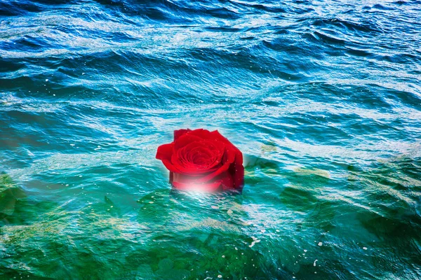 一朵红玫瑰游入海中 — 图库照片