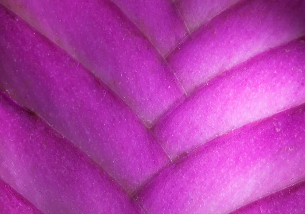 Lila Blütenblatt Blatttextur Makrofotografie — Stockfoto