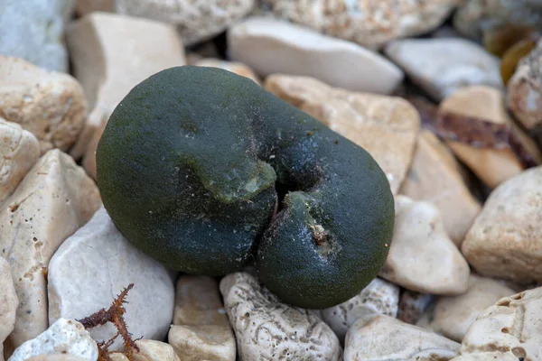 Sea Sponge Stone — Stock Photo, Image