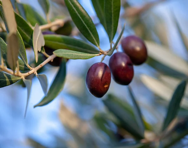 Dalmaçyalı Zeytin Dalı Meyve — Stok fotoğraf