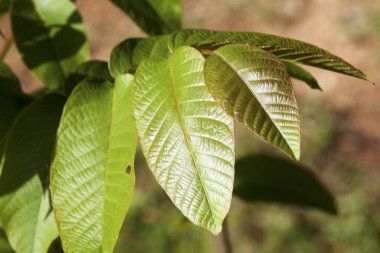 yakın plan - yeşil yapraklı bir bitkinin 