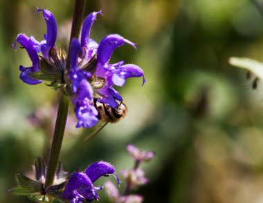 Mavi bir çiçekte arı, arı poleni 