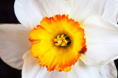 Bahçedeki sarı nergis 