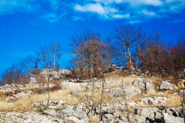 sonbahar manzara mavi gökyüzü ve ağaçlar 