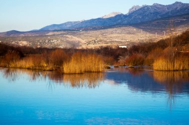 Ormanın içinden sakin bir nehir akıyor.