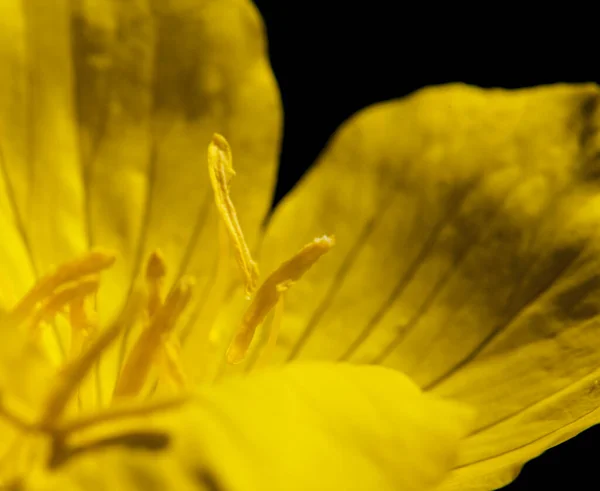 Makroaufnahme Einer Gelben Blume — Stockfoto