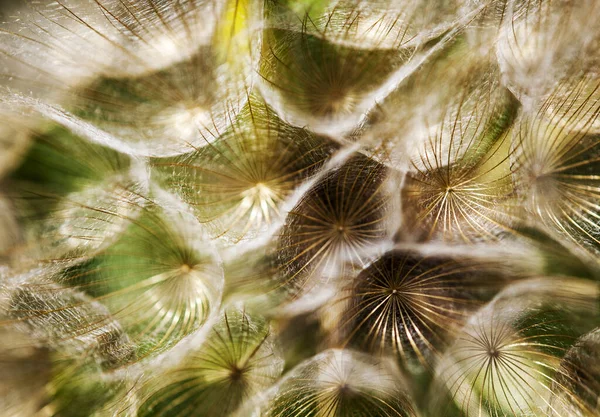 macro shot of dandelion with water drops.