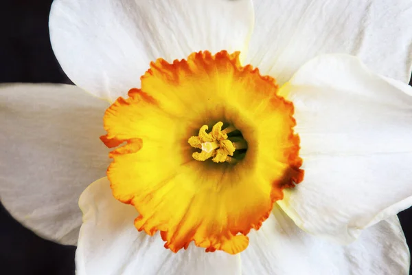 Yellow Daffodil Garden — Stock Photo, Image