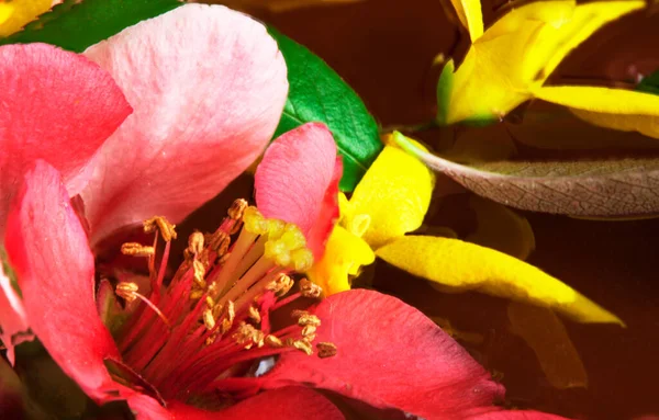 Japanische Kirschblüte Nahaufnahme — Stockfoto