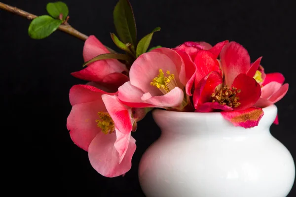 Flor Cerezo Japonés Primer Plano — Foto de Stock