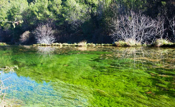 Lugn Flod Rinner Genom Skogen — Stockfoto