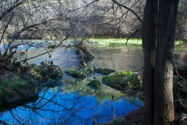Ormanın içinden sakin bir nehir akıyor.